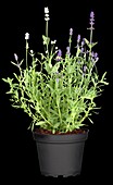 Lavandula angustifolia 'Twin'