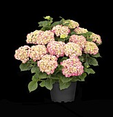 Hydrangea macrophylla, pink