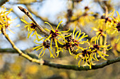 Hamamelis x intermedia 'Westerstede'