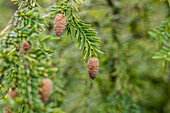 Tsuga canadensis 'Aurea'