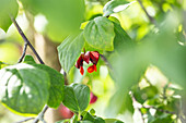 Euonymus europaeus 'Red Cascade'