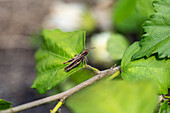 Grasshopper on hibiscus leaf