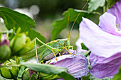 Grasshopper on hibiscus flower