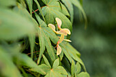 Acer palmatum 'Ryusen'