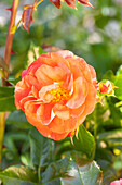 Bedding rose, orange