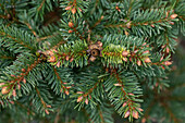 Picea abies 'Dippenhall'