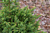 Picea abies 'Remonti'