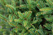 Picea abies 'Remonti'