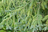 Picea x hurstii