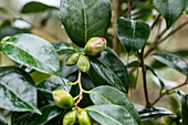 Camellia japonica 'Spring's Promise'