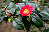 Camellia japonica 'Spring´s Promise'
