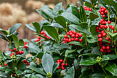 Skimmia japonica