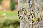 Resin flow on trees