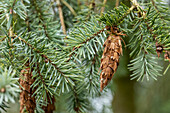 Pseudotsuga menziesii 'Blue Wonder'