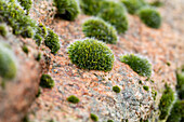 Stone with moss