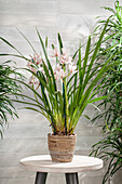 Cymbidium, rosa