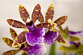 Zygopetalum