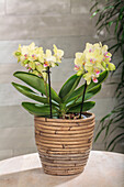 Phalaenopsis multiflora 'Boquetto Sensation'