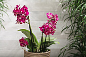 Phalaenopsis multiflora 'Yusah Swift'