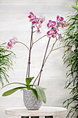 Phalaenopsis 'Asian Pearl'