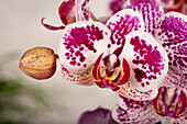 Phalaenopsis 'Asian Pearl'