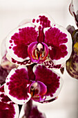 Phalaenopsis 'Purple Rain'