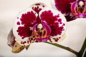 Phalaenopsis 'Purple Rain'