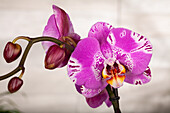 Phalaenopsis grandiflorum 'Victorio'