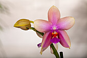 Phalaenopsis 'Liodoro'®