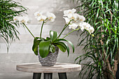 Phalaenopsis, white