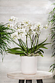 Phalaenopsis multiflora 'Bellissimo', weiß