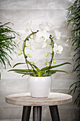 Phalaenopsis 'Mirror Miracle'