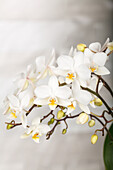 Phalaenopsis Kolibri, white