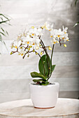 Phalaenopsis Kolibri, white