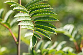 Sorbus 'Joseph Rock'