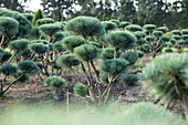 Pinus sylvestris 'Watereri', Pompon