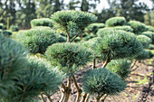 Pinus sylvestris 'Watereri', pompom
