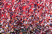 Cotinus coggygria 'Royal Purple'