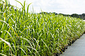 Chinese reed plants in a tree nursery