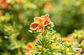 Potentilla fruticosa 'Red Ace'