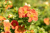 Potentilla fruticosa 'Red Ace'