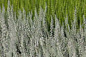 Calluna vulgaris, weiß