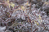 Sambucus nigra 'Black Lace'(s)