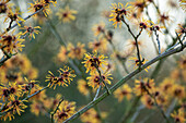 Hamamelis x intermedia 'Harry'