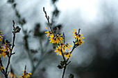 Hamamelis x intermedia 'James Wells'