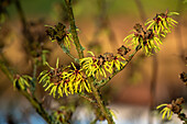 Hamamelis x intermedia 'Sunburst'