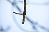 Fraxinus excelsior