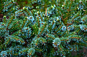 Picea omorika 'Mirjam'