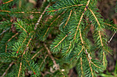 Picea polita