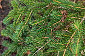 Picea polita